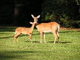 Doe and Fawn at Castle Hill Academy