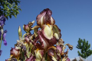 Iris Blossoms