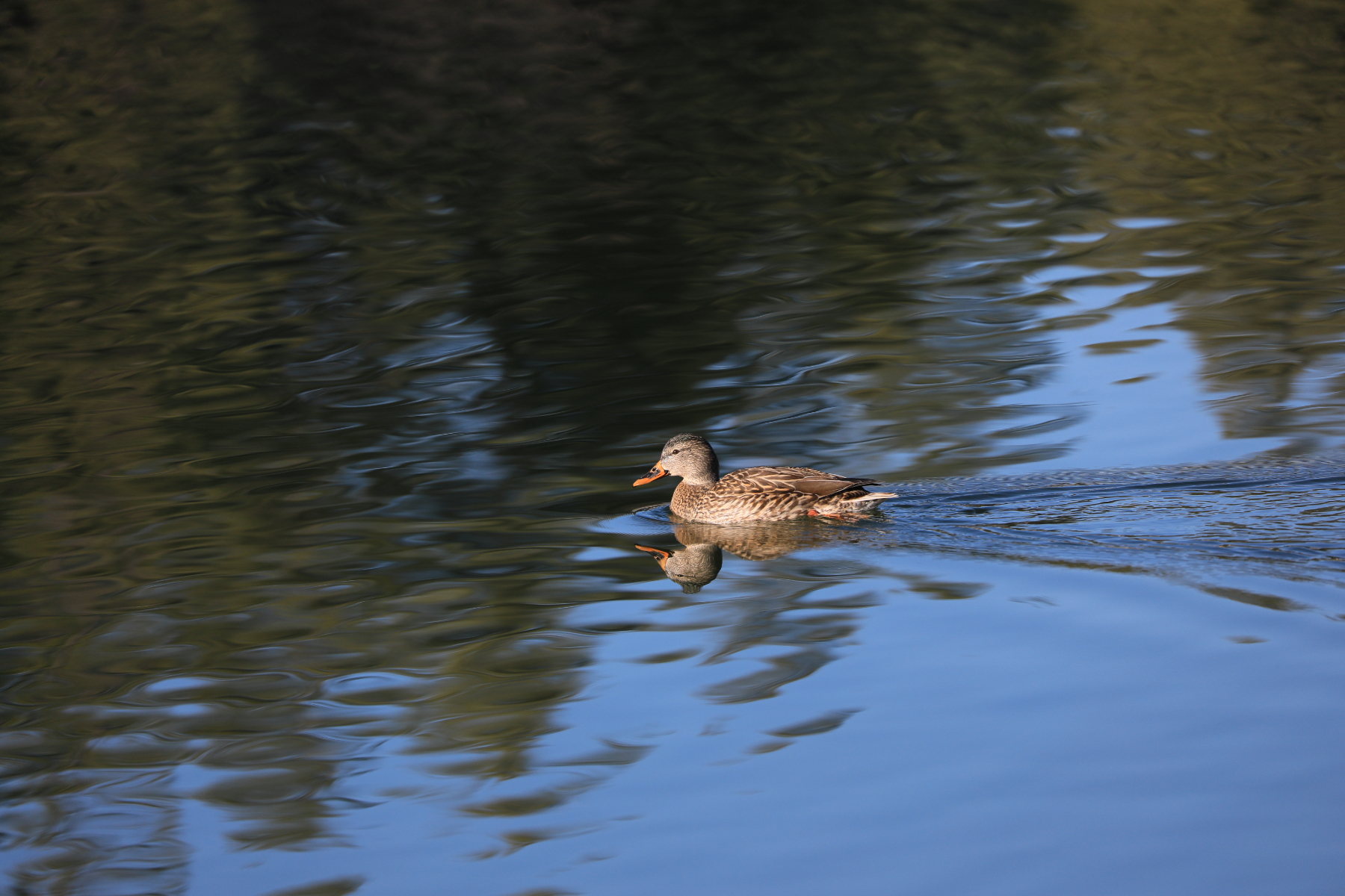 04-mama_mallard_253A4468.jpg 04-mama_mallard_253A4468.jpg