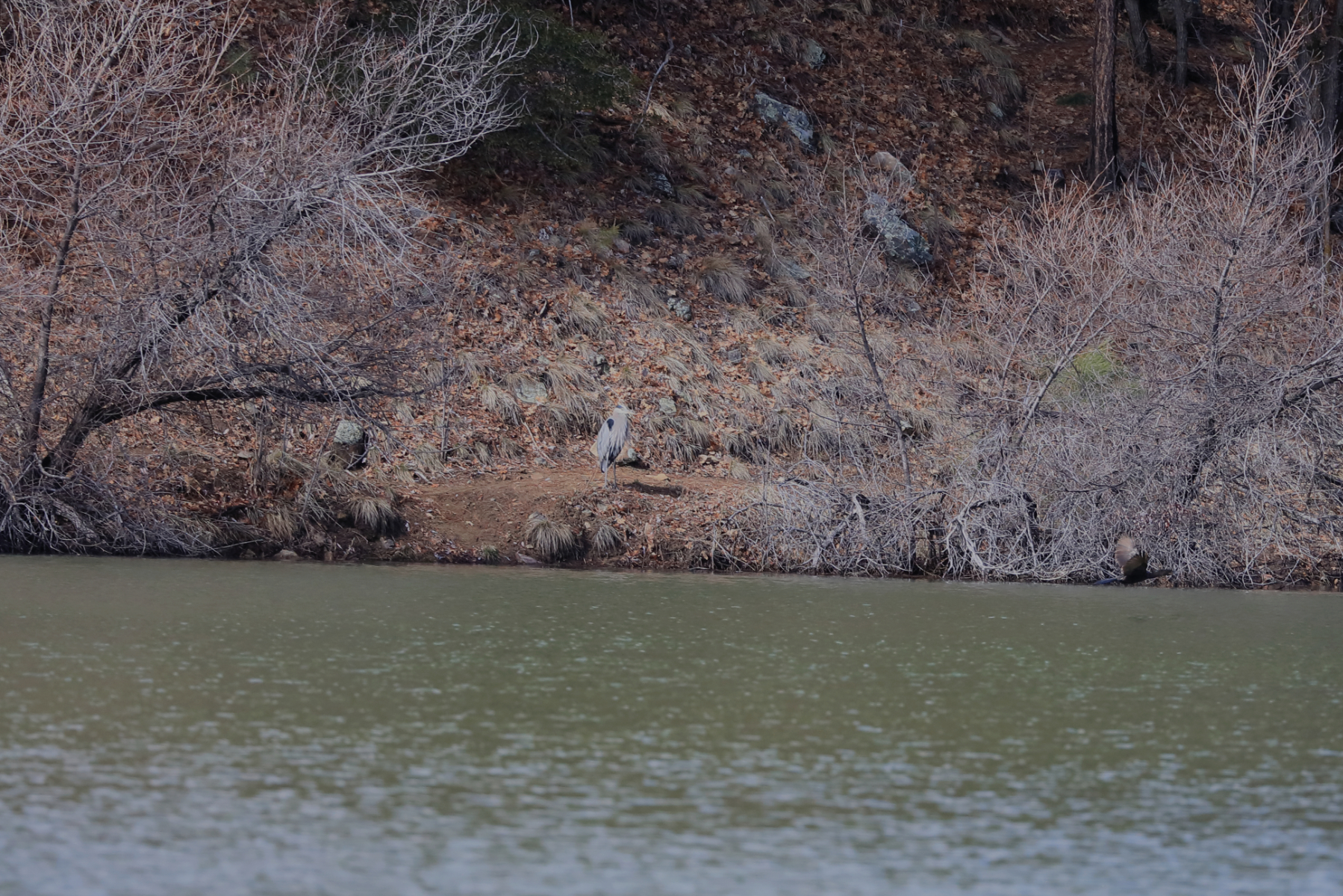05-blue_heron_and_friend_253A4766-a1.jpg 05-blue_heron_and_friend_253A4766-a1.jpg