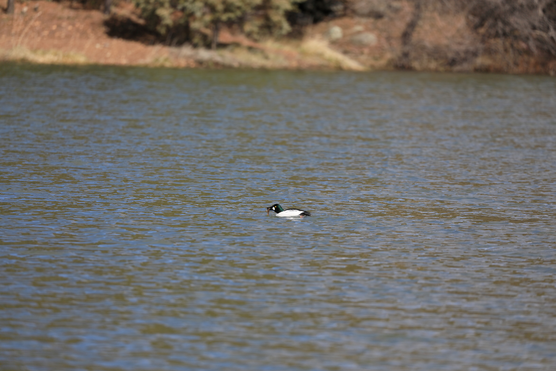 07-goldeneye-a-253A4833.jpg 07-goldeneye-a-253A4833.jpg
