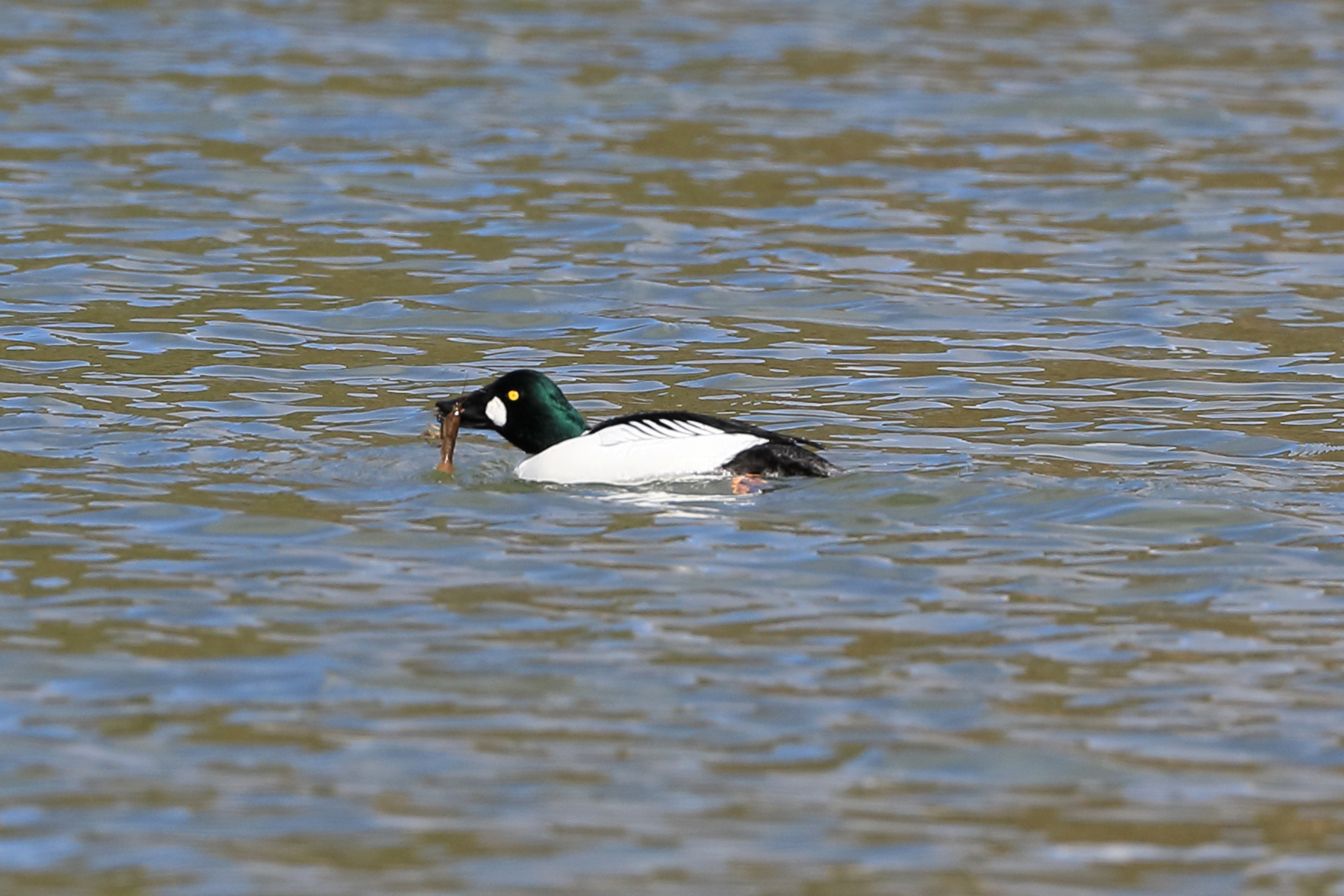 08-253A4833-zoom.jpg 08-253A4833-zoom.jpg