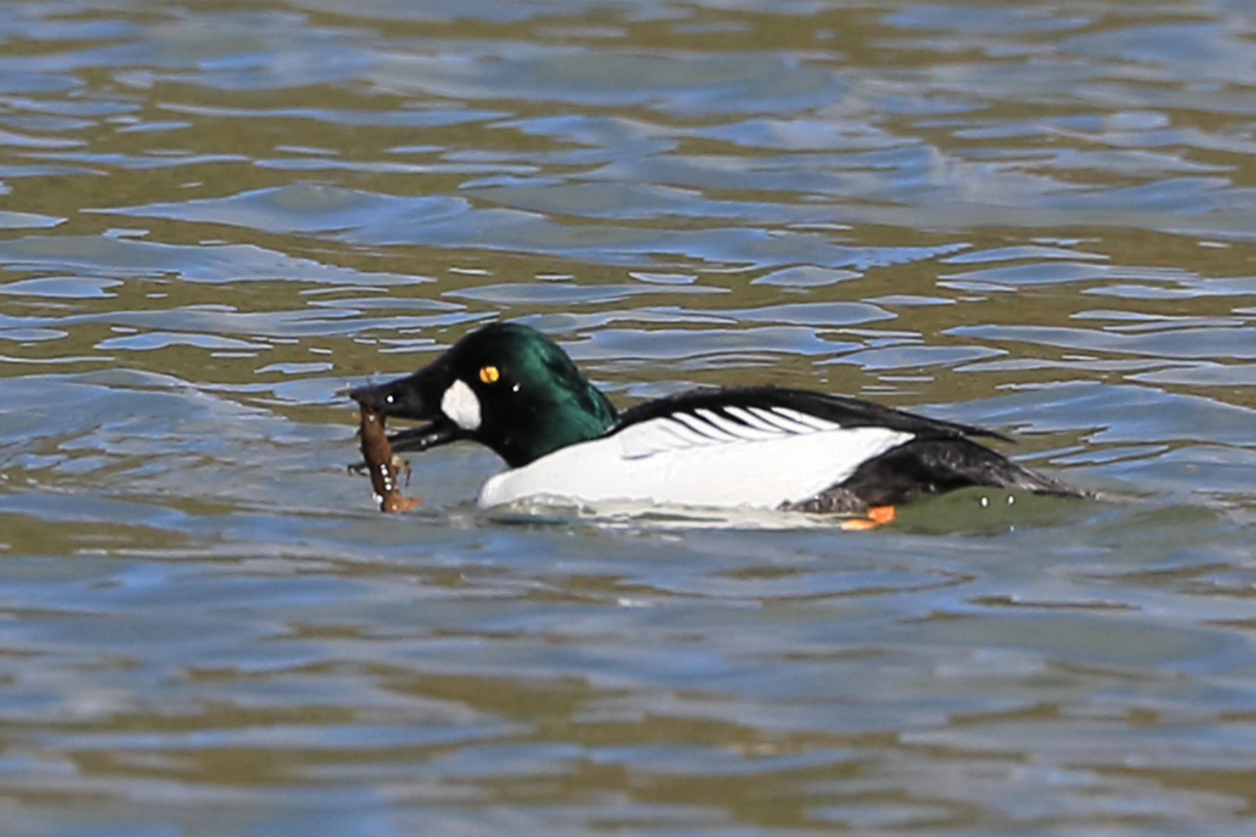 10-goldeneye-resized-253A4834-resi-zoom.jpg