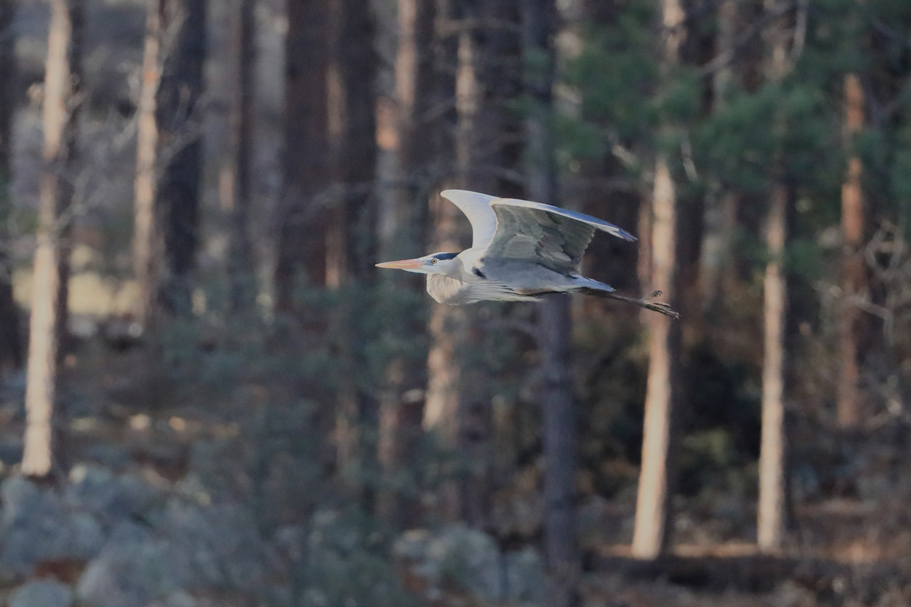 12-blueheron-in-flight-253A5183.jpg 12-blueheron-in-flight-253A5183.jpg